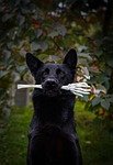 halloween, german shepherd, backyard, nature, dog, canine, pet, animal, outdoors, black dog